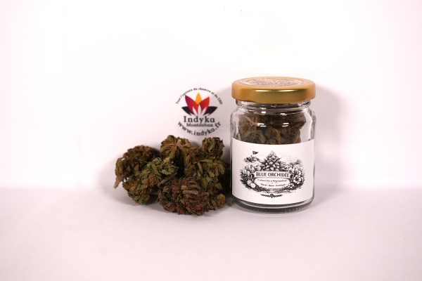Photo produit Indyka — Blue Orchidée — pot